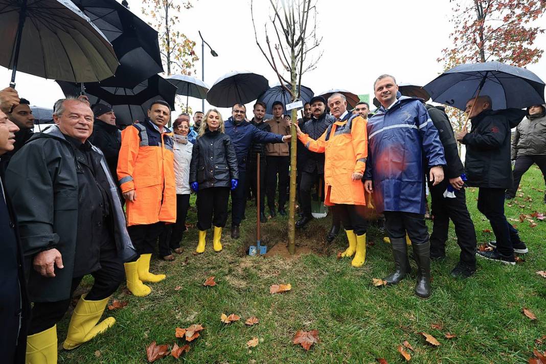 İstanbul'a 1111 'nefes' takviyesi yapıldı! Fıstık çamları ve zeytinler buluştu 6